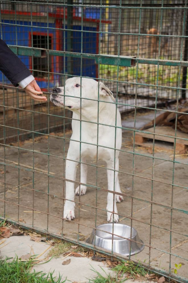 Sklonište za životinje azil Prijatelji volonteri (10)