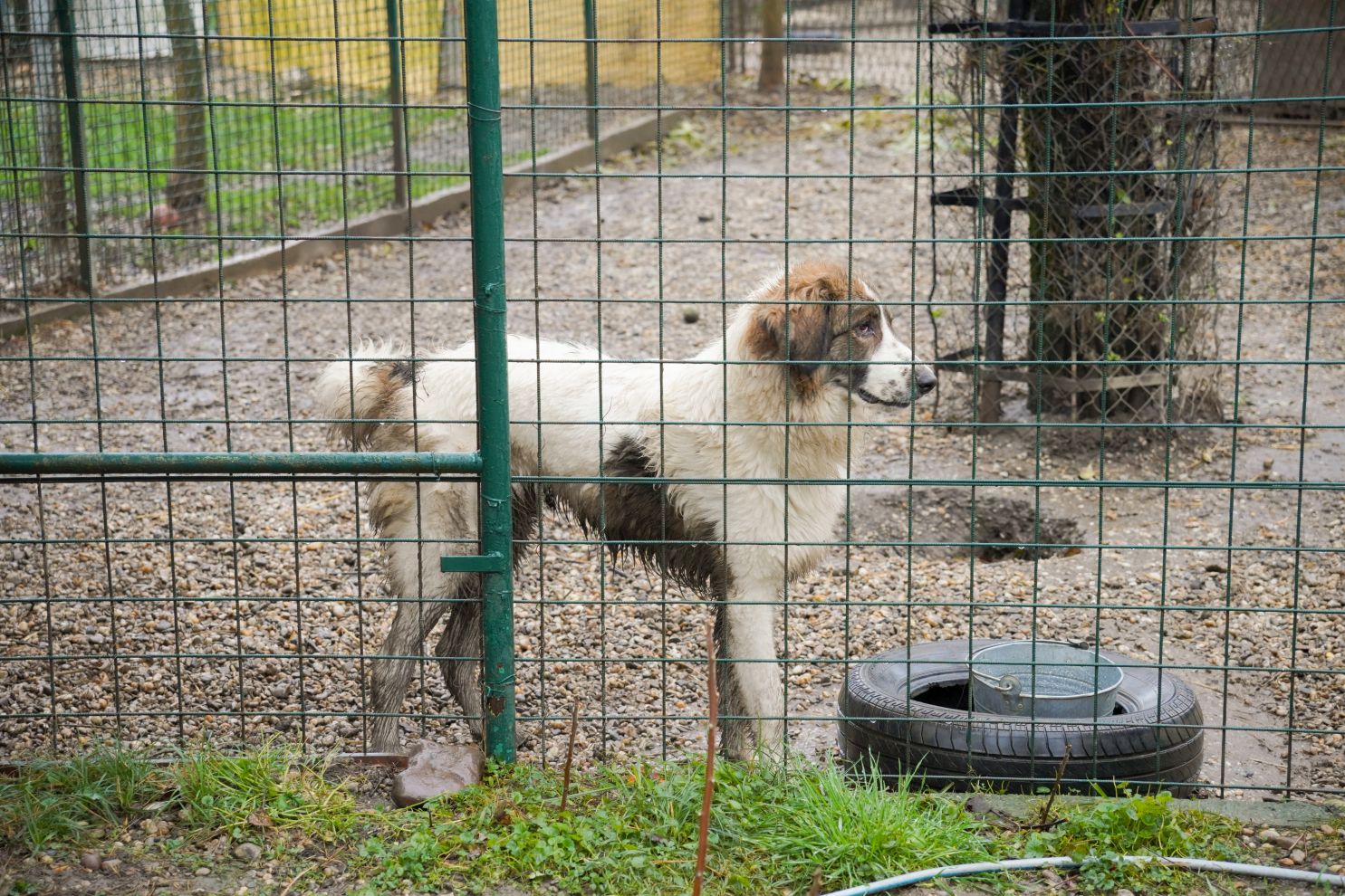 Sklonište za životinje azil Prijatelji volonteri (11)