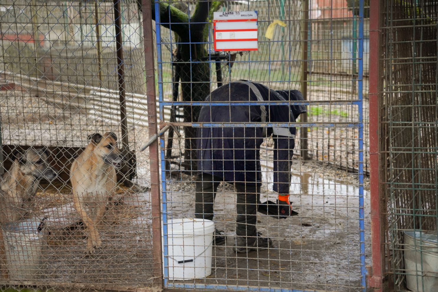 Sklonište za životinje azil Prijatelji volonteri (12)