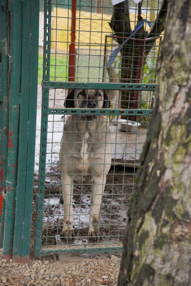 Sklonište za životinje azil Prijatelji volonteri (14)