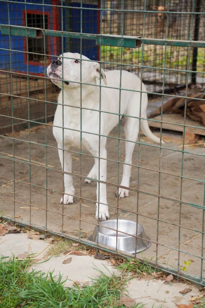 Sklonište za životinje azil Prijatelji volonteri (9)