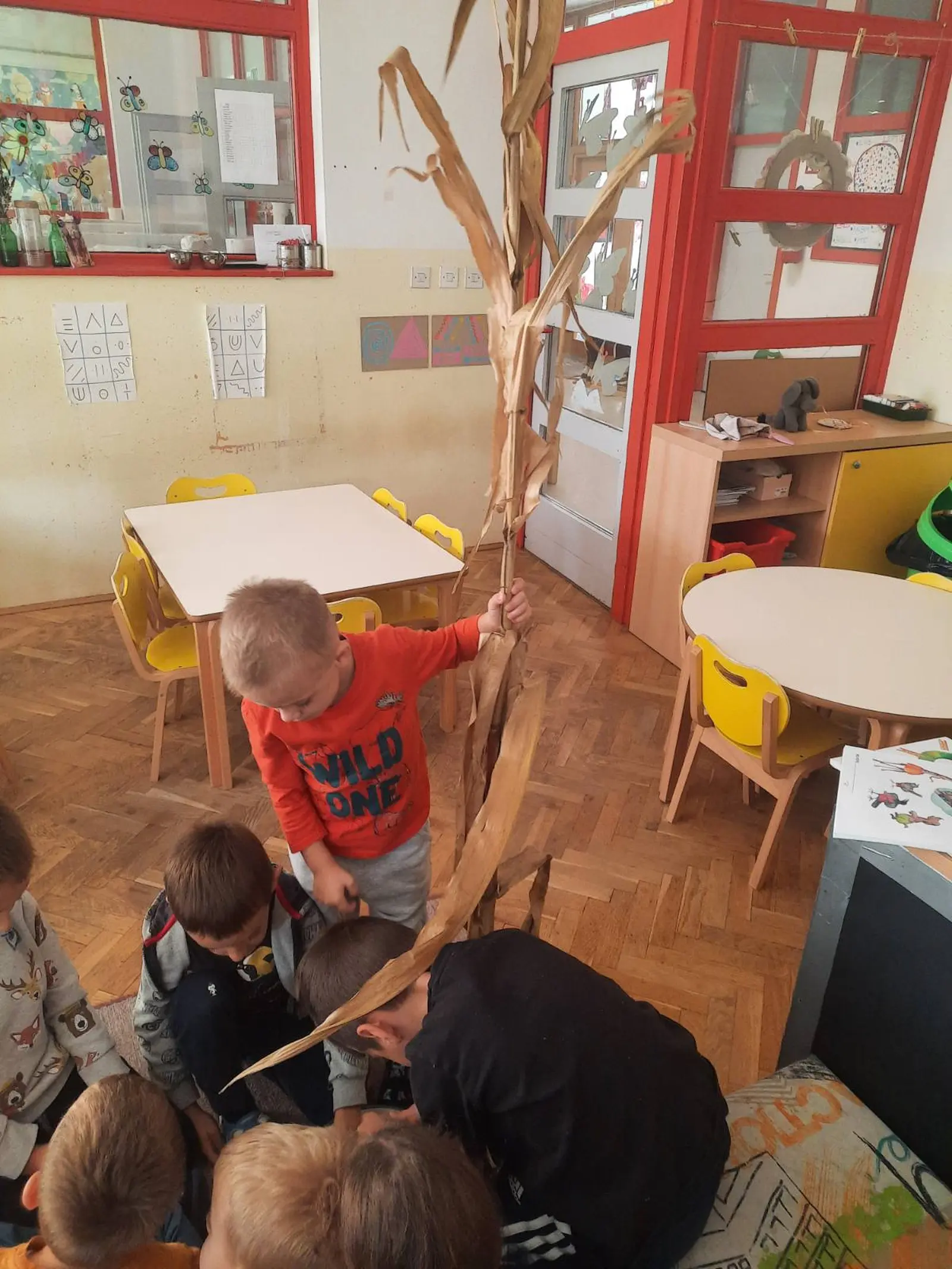 Skupina Leptirići, DV Belica (7)