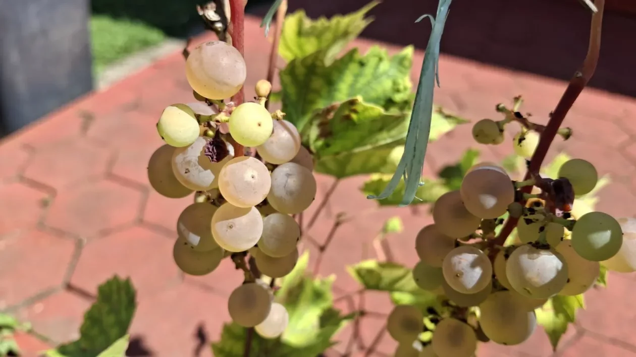 Slavko Mošmondor Čakovec vrt (12)