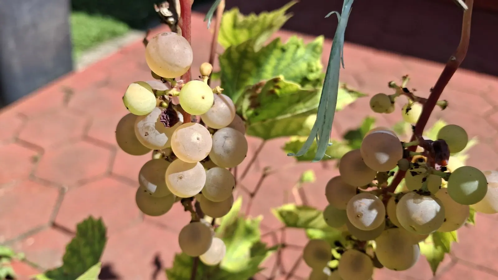 Slavko Mošmondor Čakovec vrt (12)