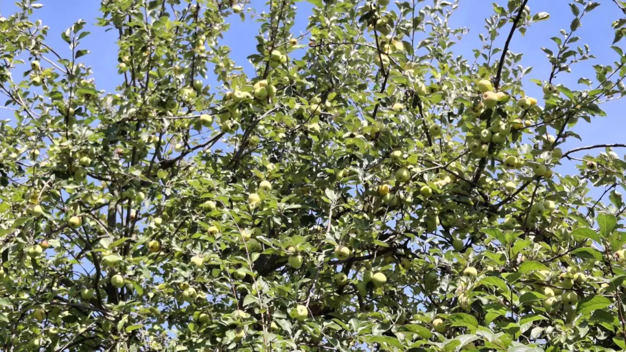 lavko Mošmondor Čakovec vrt (15)