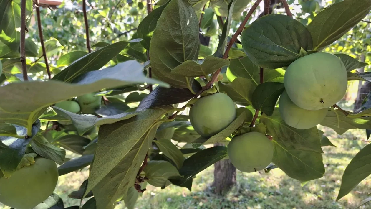 Slavko Mošmondor Čakovec vrt (16)