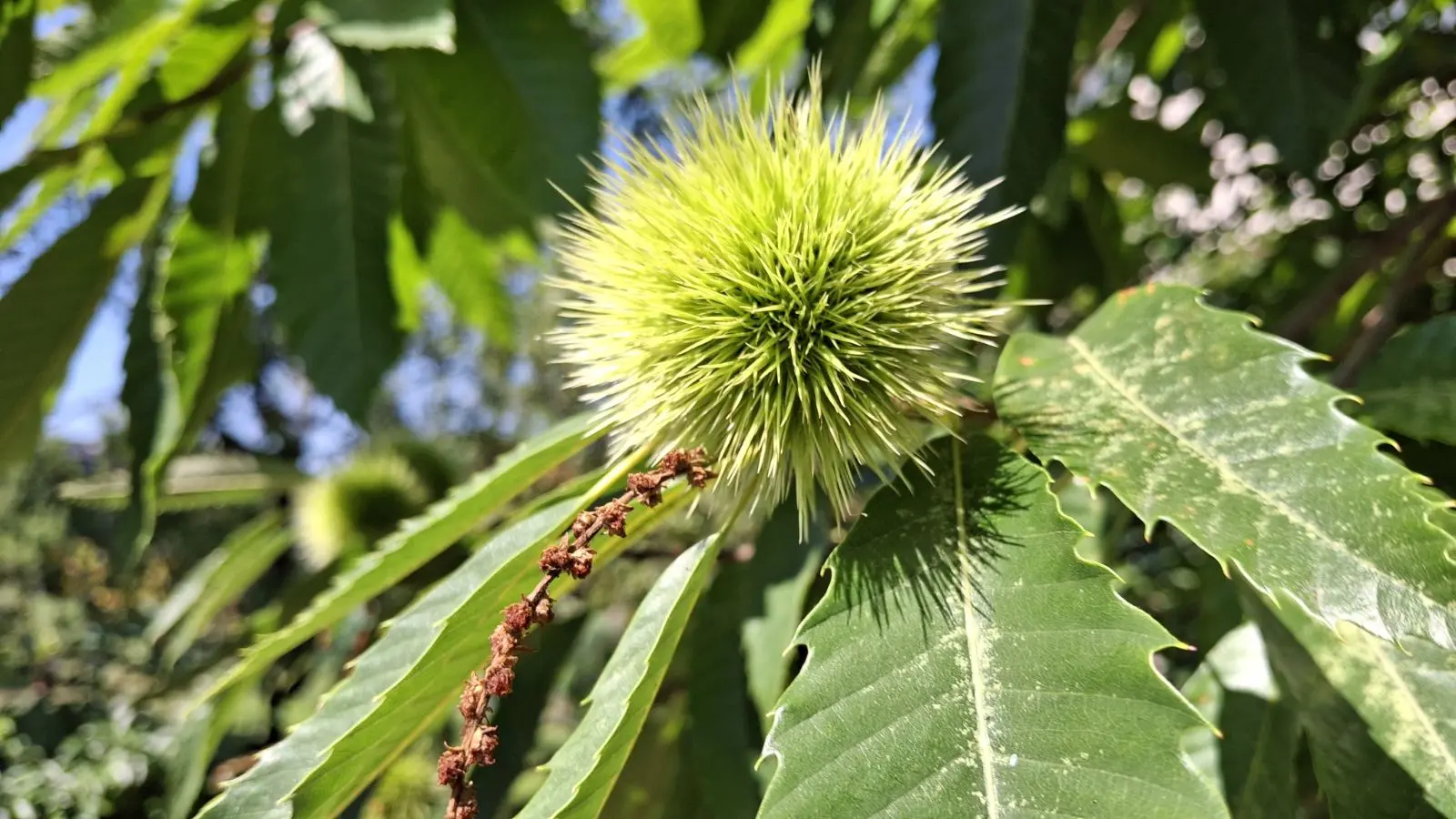 Slavko Mošmondor Čakovec vrt (19)
