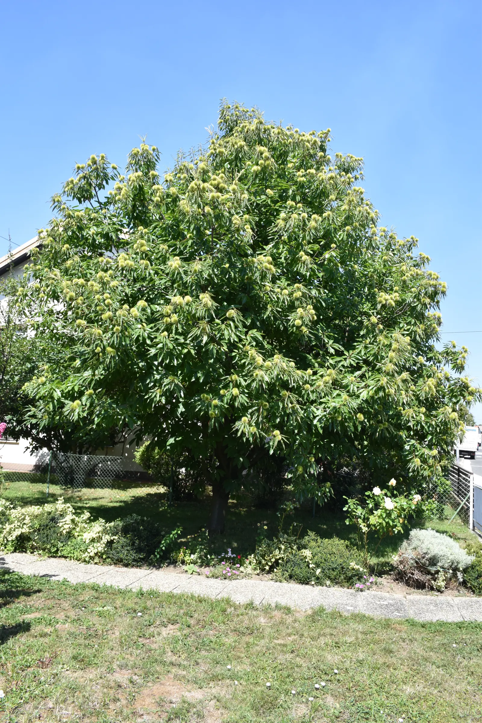 Slavko Mošmondor Čakovec vrt (4)