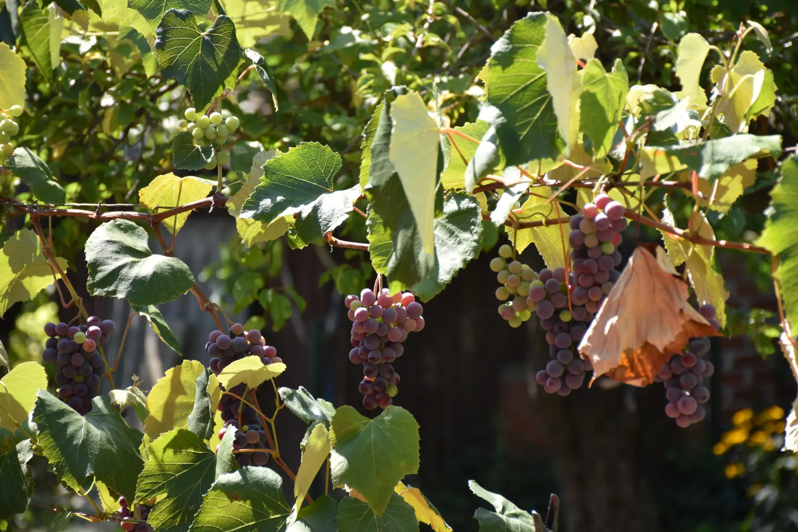 Slavko Mošmondor Čakovec vrt (6)