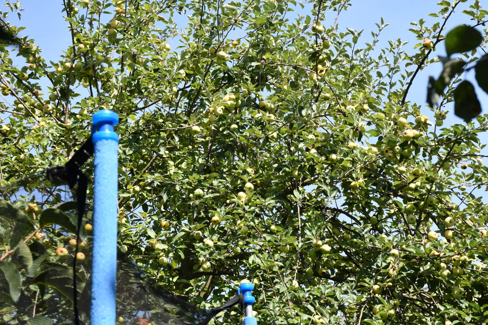 Slavko Mošmondor Čakovec vrt (8)