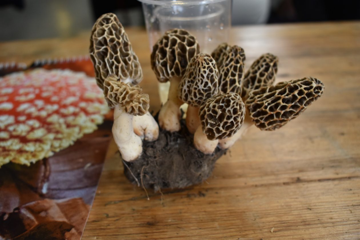 Smrčkijada GD Smrčak 2026 (34)