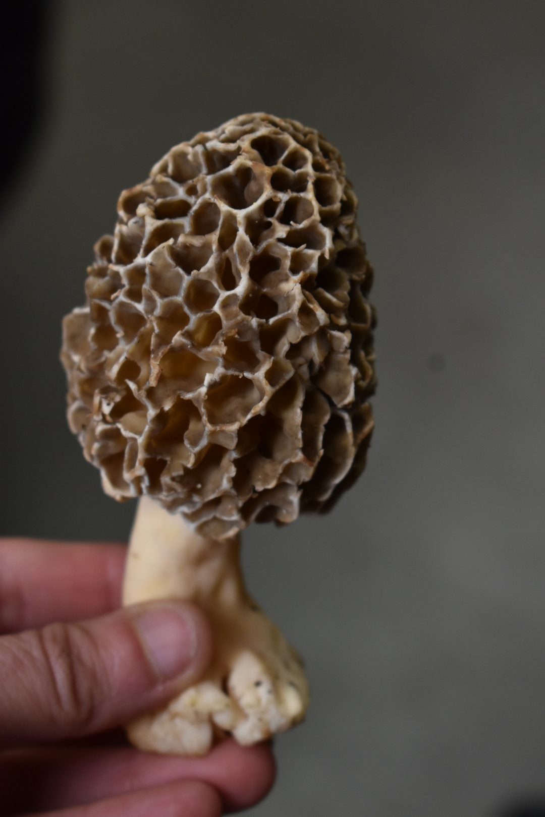 Smrčkijada GD Smrčak 2026 (35)