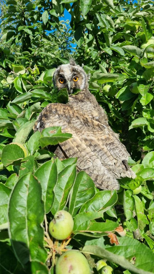 Sova iz Preloga (1) Sova iz Preloga (1)