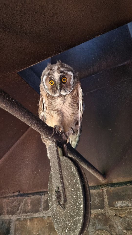 Sova iz Preloga (2) Sova iz Preloga (2)