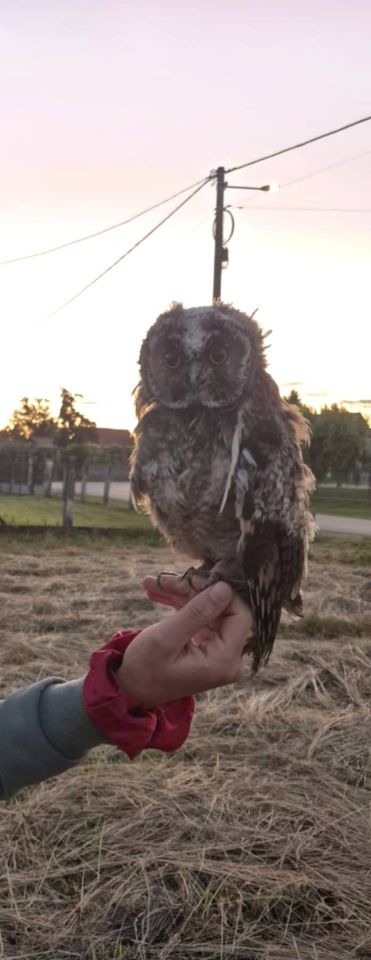 Sova iz Preloga (3) Sova iz Preloga (3)