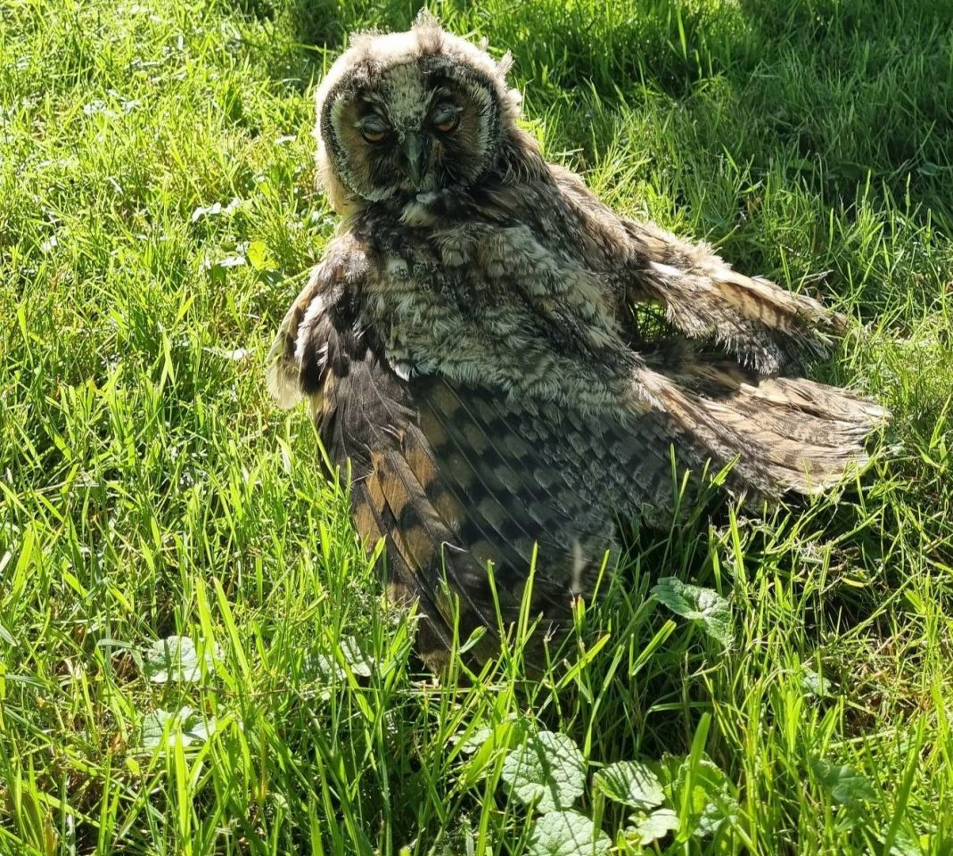 Sova iz Preloga (4) Sova iz Preloga (4)