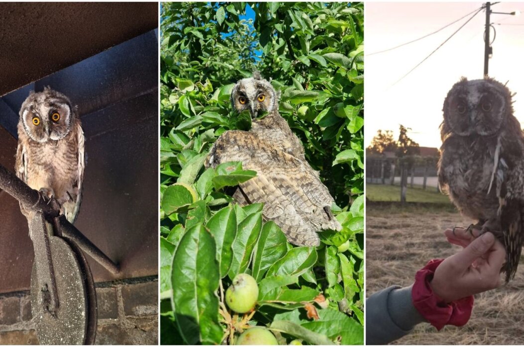 Sova iz Preloga (5) Sova iz Preloga (5)