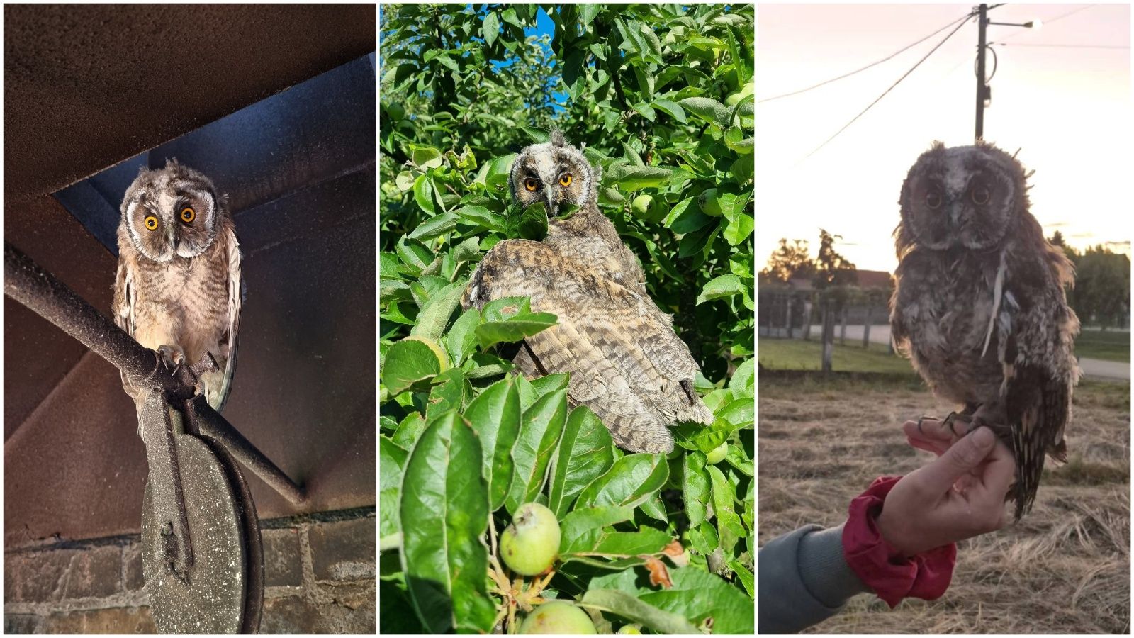 Sova iz Preloga (5) Sova iz Preloga (5)