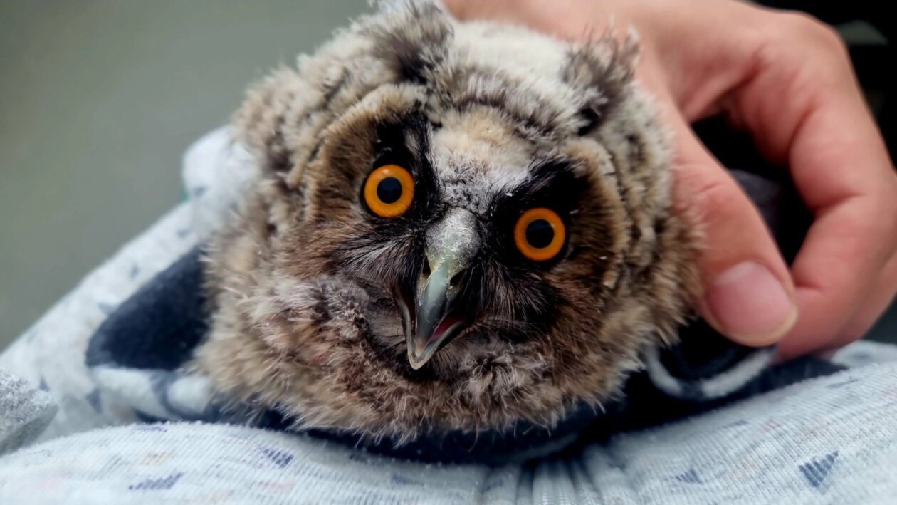 Sova iz Preloga (6) Sova iz Preloga (6)