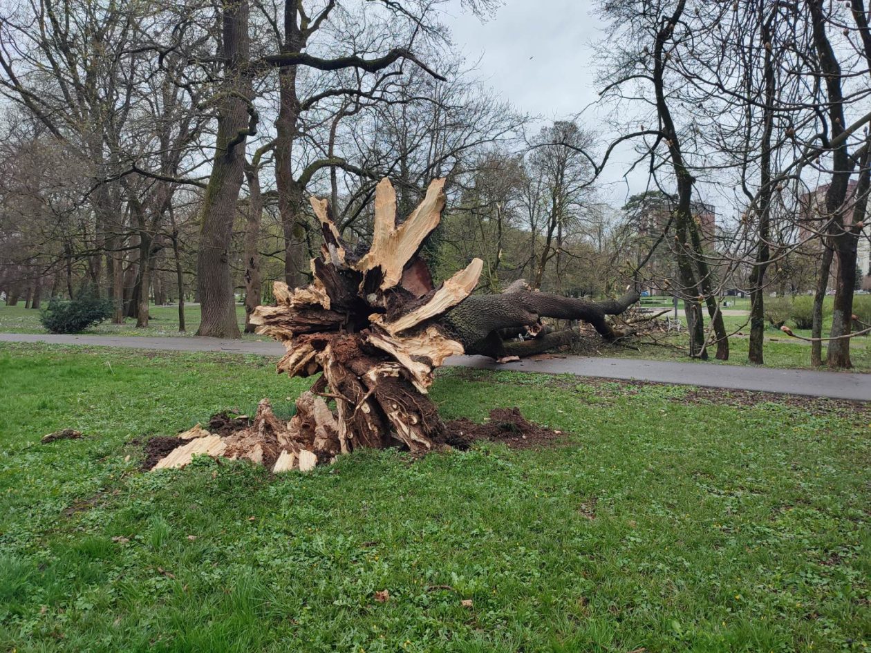 Srušeno stablo Čakovec (1)