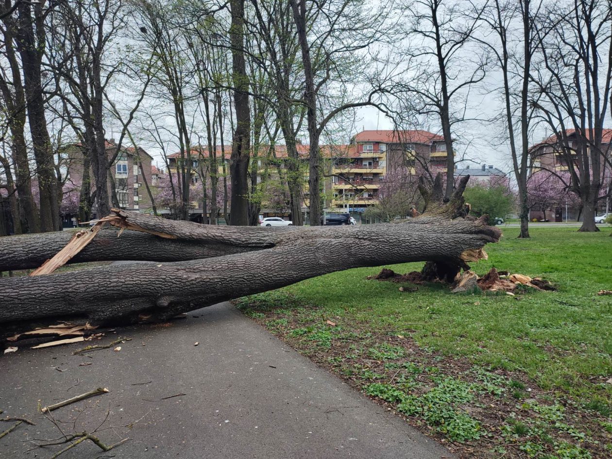Srušeno stablo Čakovec (2)