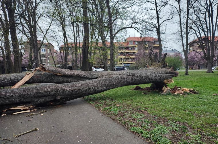 Srušeno stablo Čakovec (2) Srušeno stablo Čakovec (2)