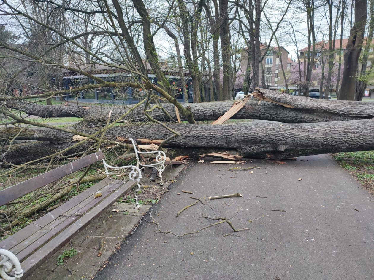 Srušeno stablo Čakovec (3)