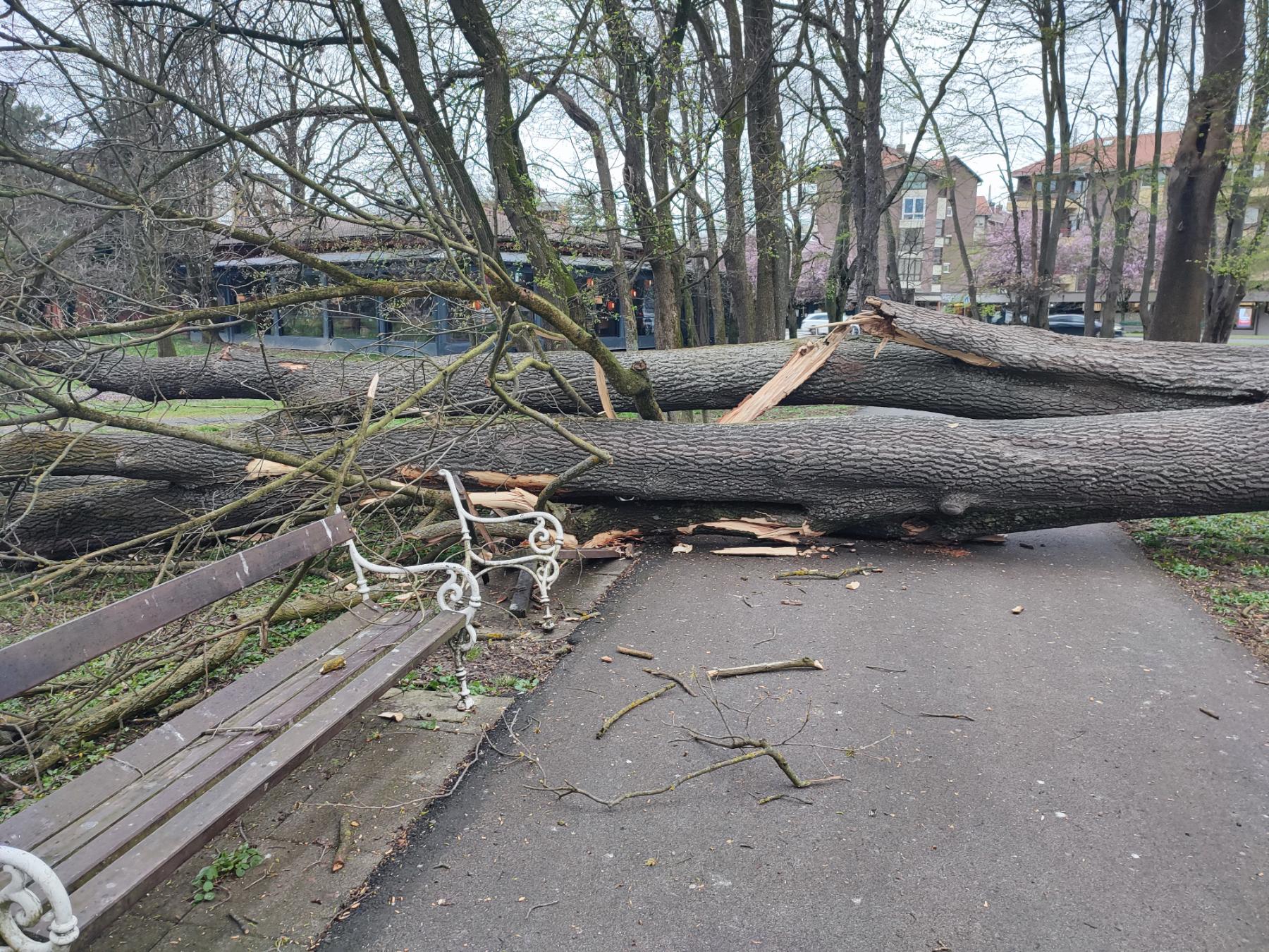 Srušeno stablo Čakovec (3)