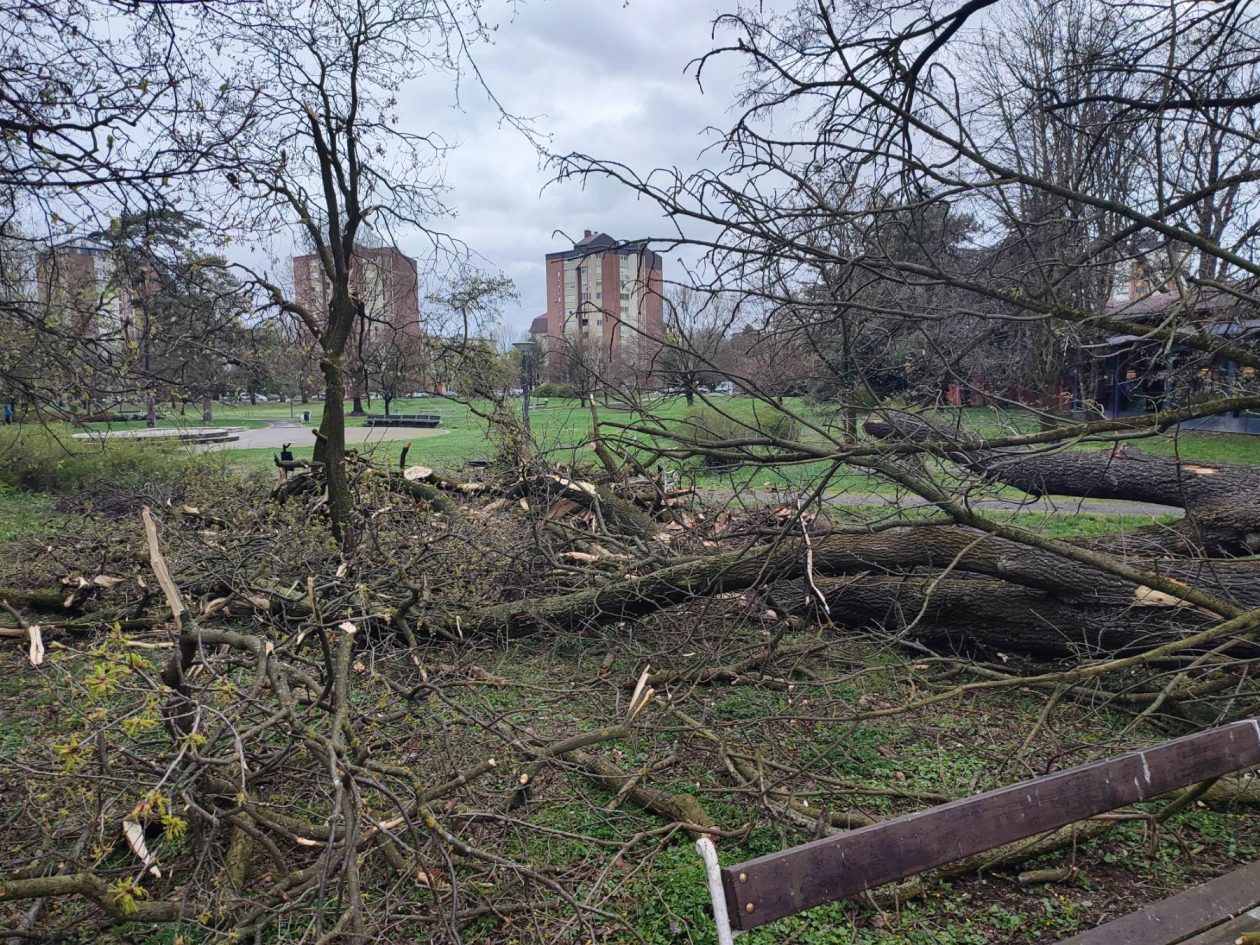 Srušeno stablo Čakovec (4)