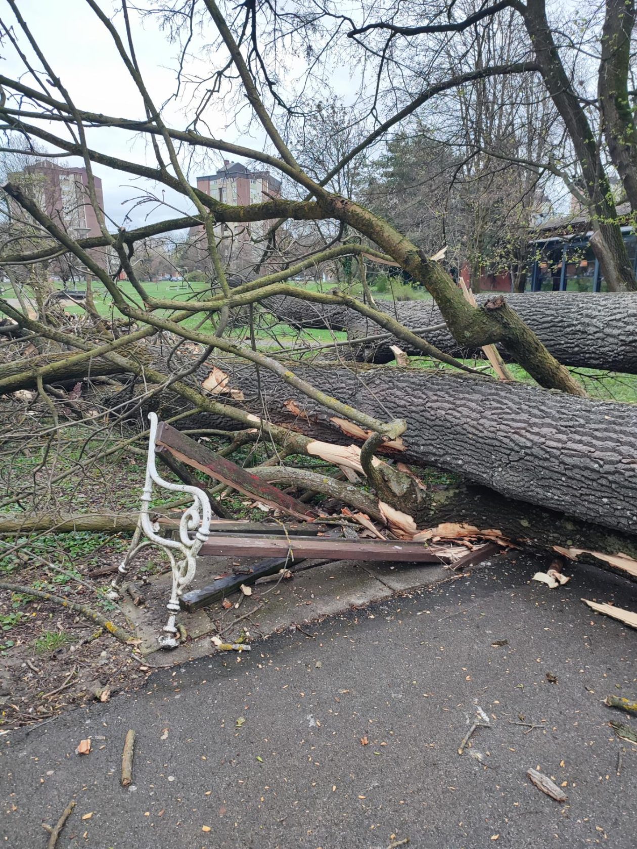 Srušeno stablo Čakovec (5)
