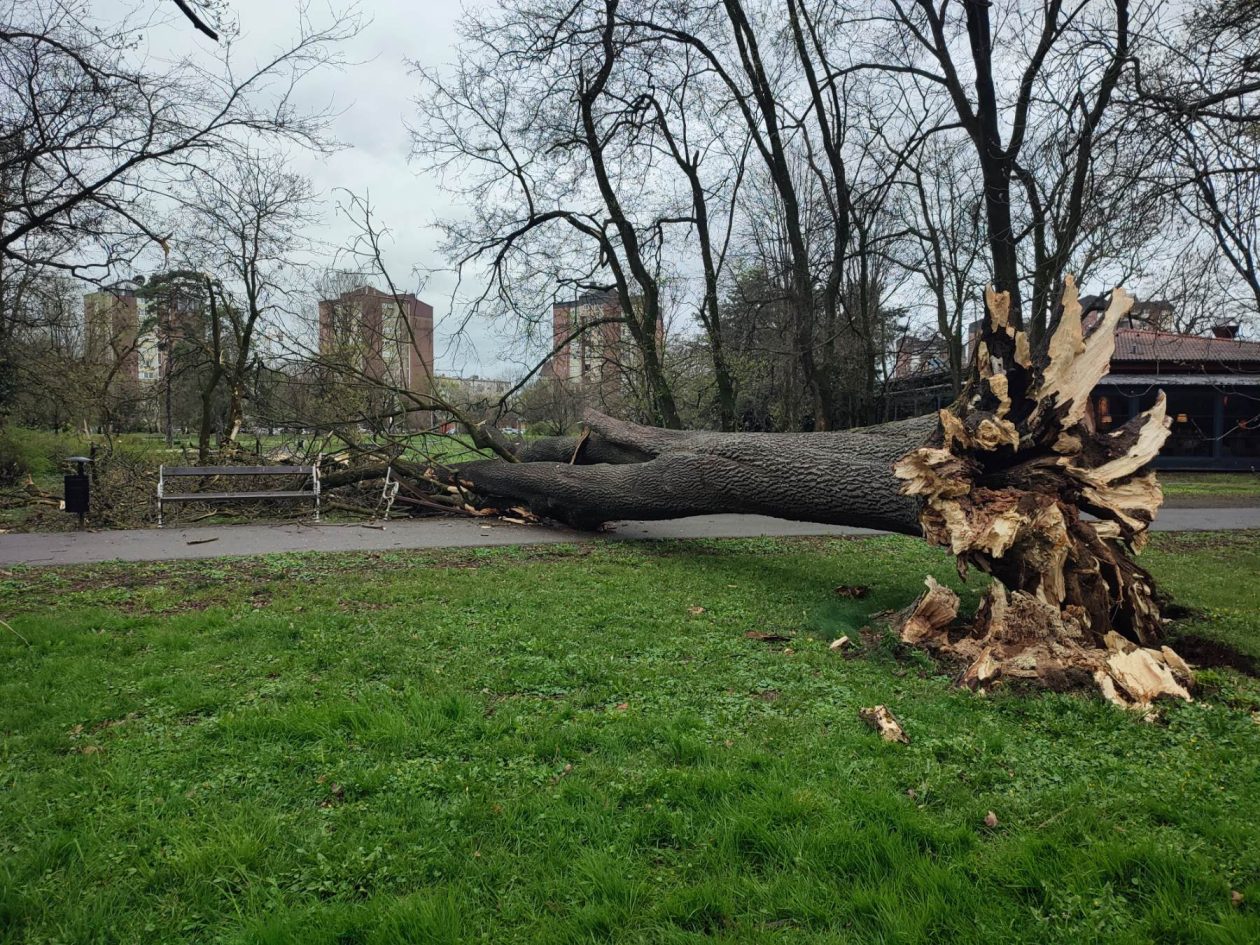 Srušeno stablo Čakovec (6)