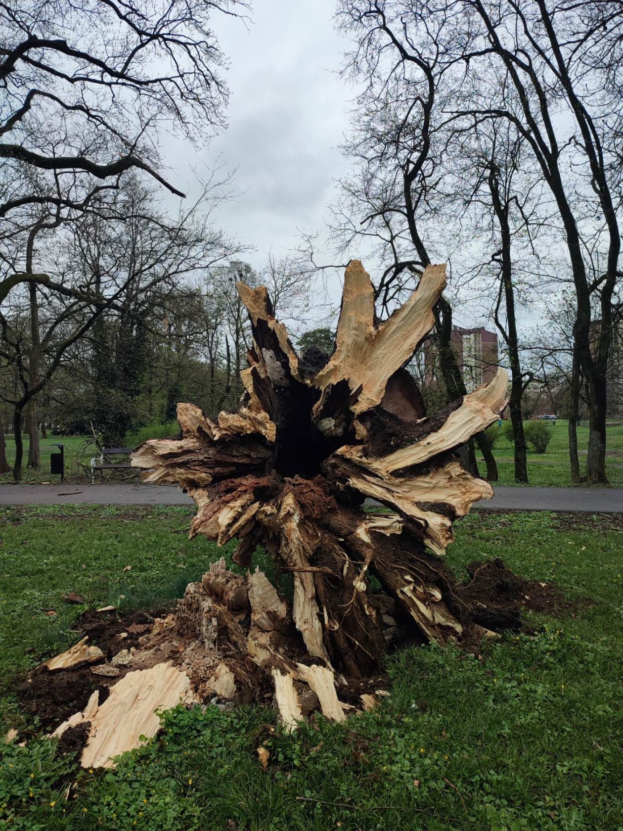 Srušeno stablo Čakovec (7)