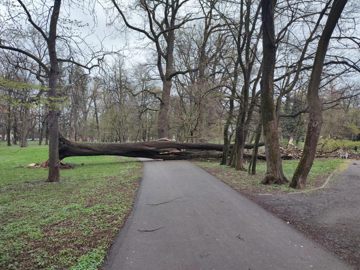 Srušeno stablo Čakovec (8)