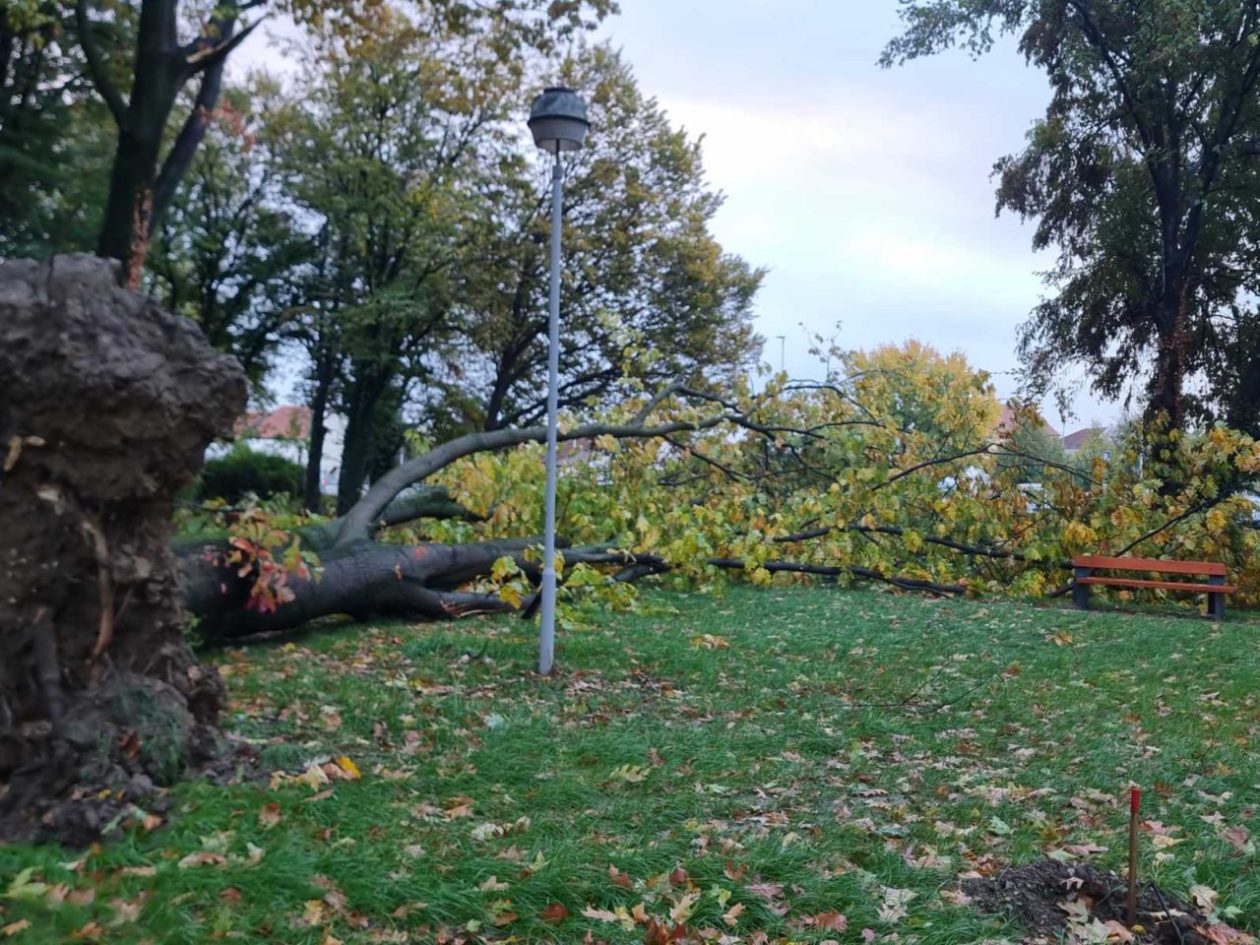 Srušeno stablo – čakovečka bolnica park (1) Srušeno stablo – čakovečka bolnica park (1)