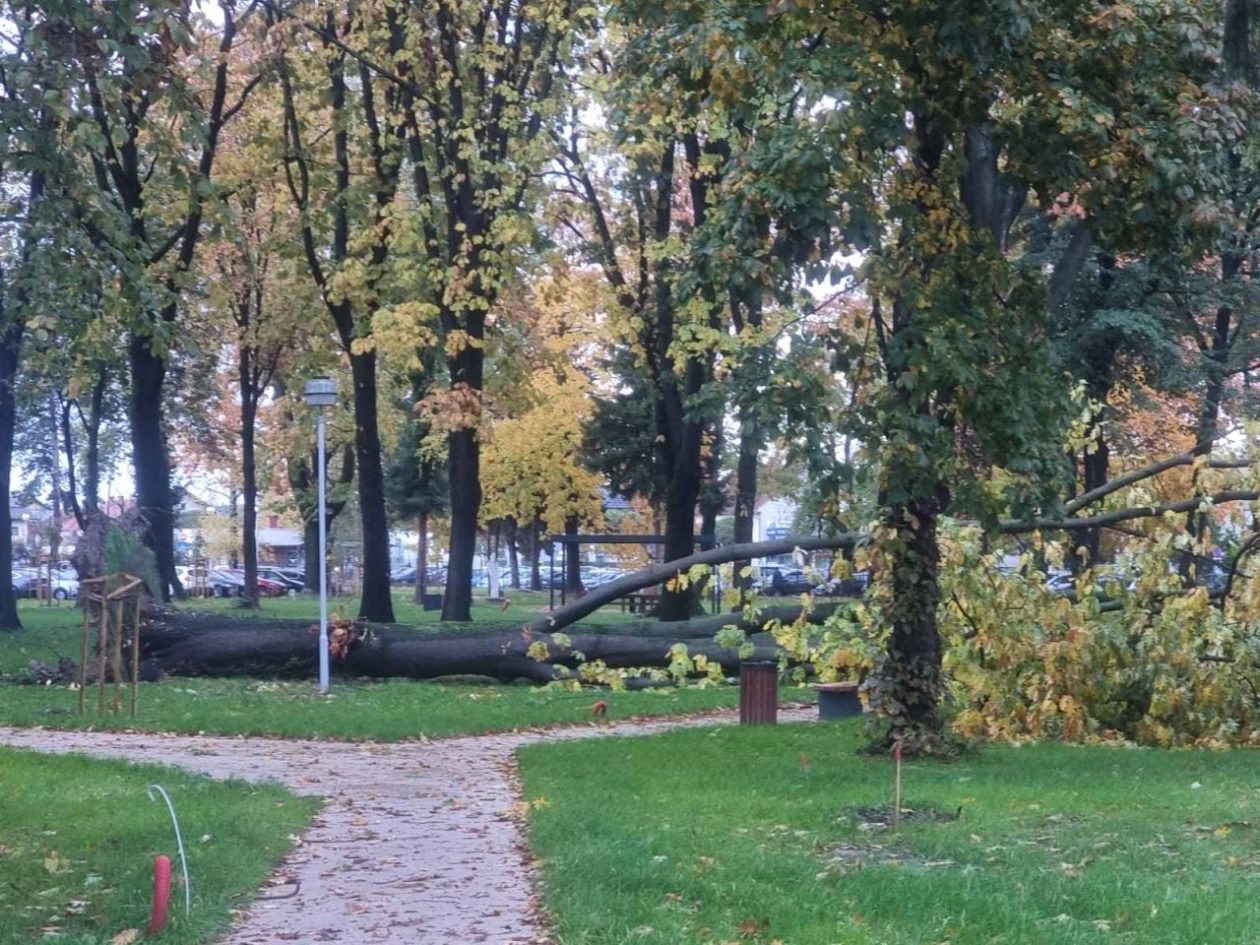 Srušeno stablo – čakovečka bolnica park (2) Srušeno stablo – čakovečka bolnica park (2)