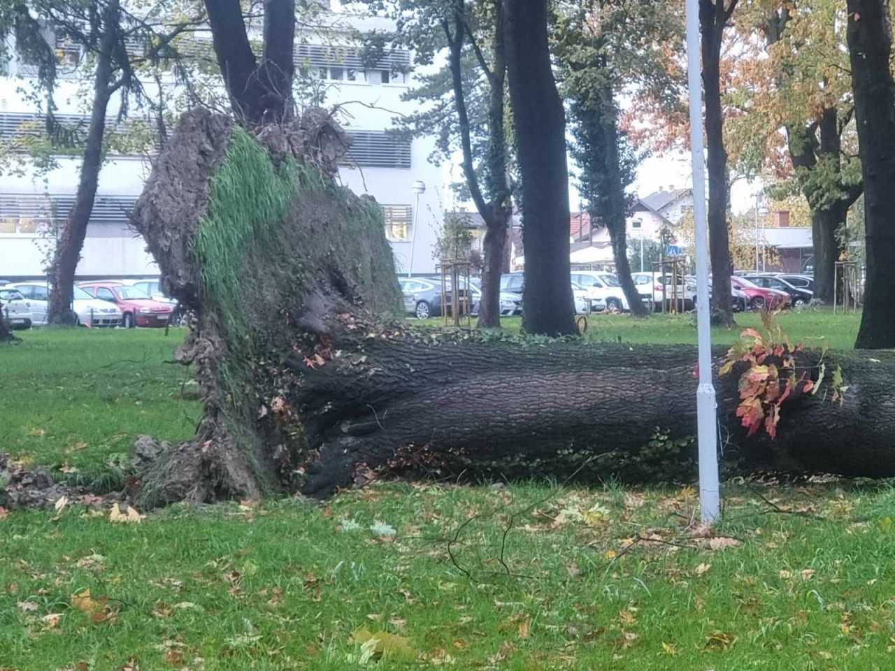 Srušeno stablo – čakovečka bolnica park (3) Srušeno stablo – čakovečka bolnica park (3)