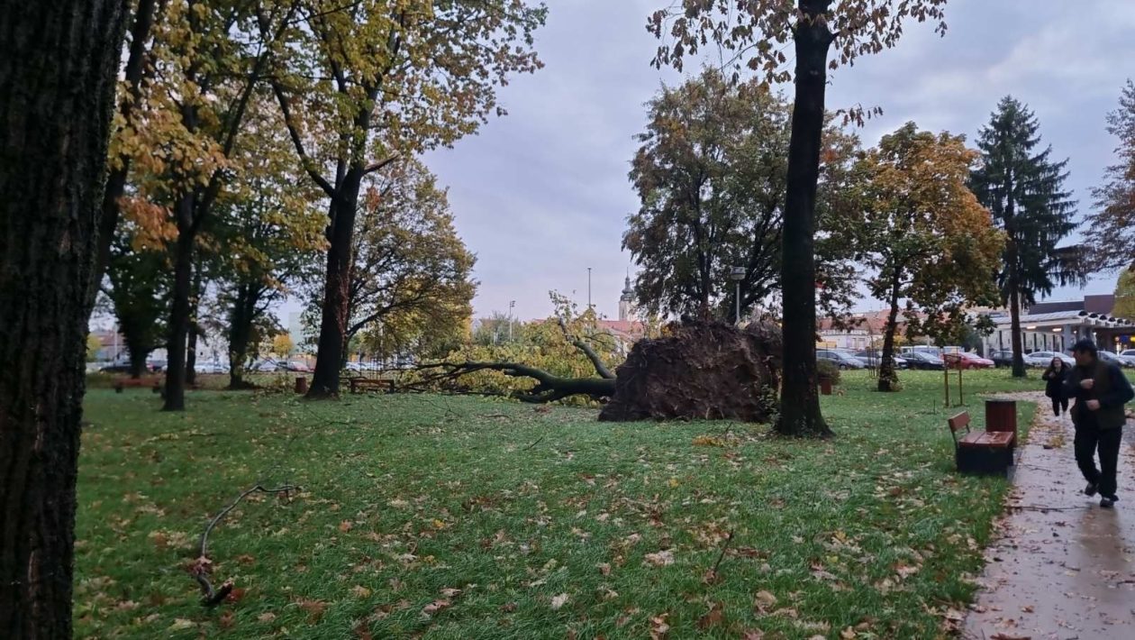 Srušeno stablo – čakovečka bolnica park (4) Srušeno stablo – čakovečka bolnica park (4)