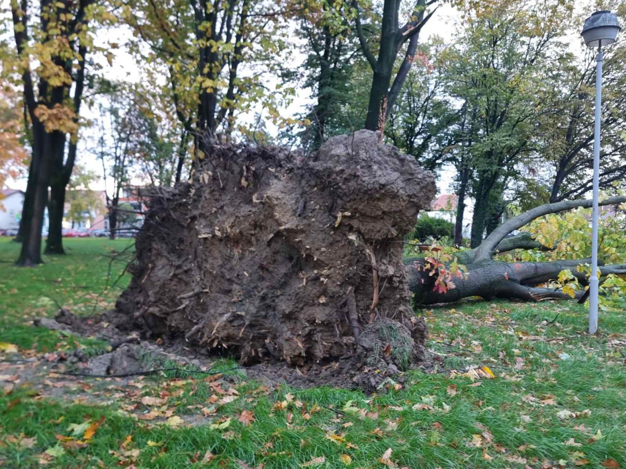 Srušeno stablo – čakovečka bolnica park (5) Srušeno stablo – čakovečka bolnica park (5)