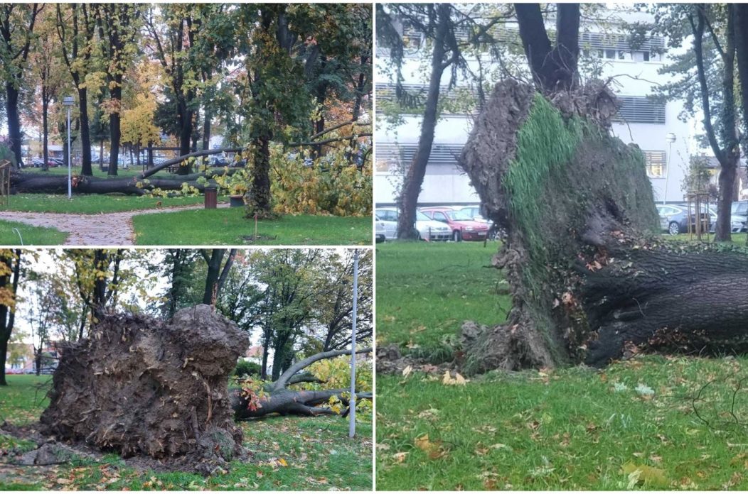 Srušeno stablo – čakovečka bolnica park (6) Srušeno stablo – čakovečka bolnica park (6)