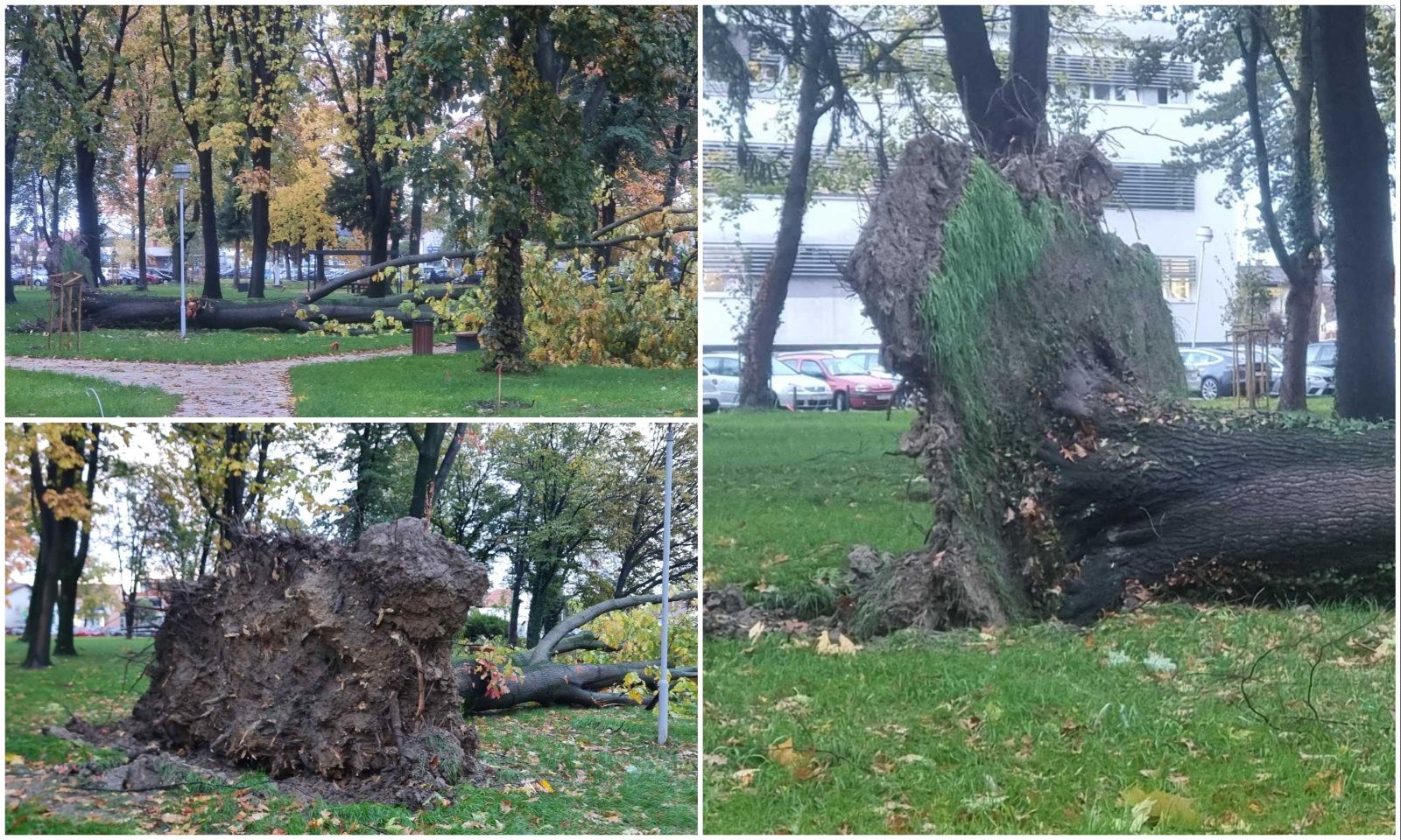 Srušeno stablo – čakovečka bolnica park (6) Srušeno stablo – čakovečka bolnica park (6)