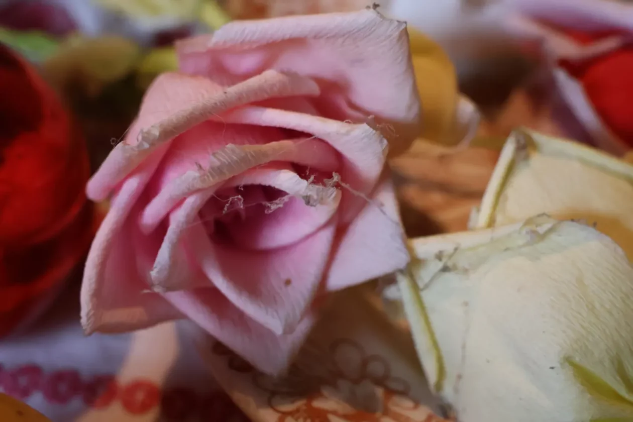 Stanislav Stanko Trstenjak, Marof, Sveti Martin na Muri (14)