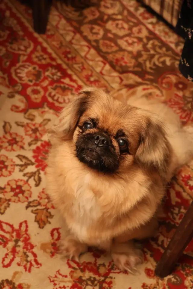 Stanislav Stanko Trstenjak, Marof, Sveti Martin na Muri (79) Stanislav Stanko Trstenjak, Marof, Sveti Martin na Muri (79)