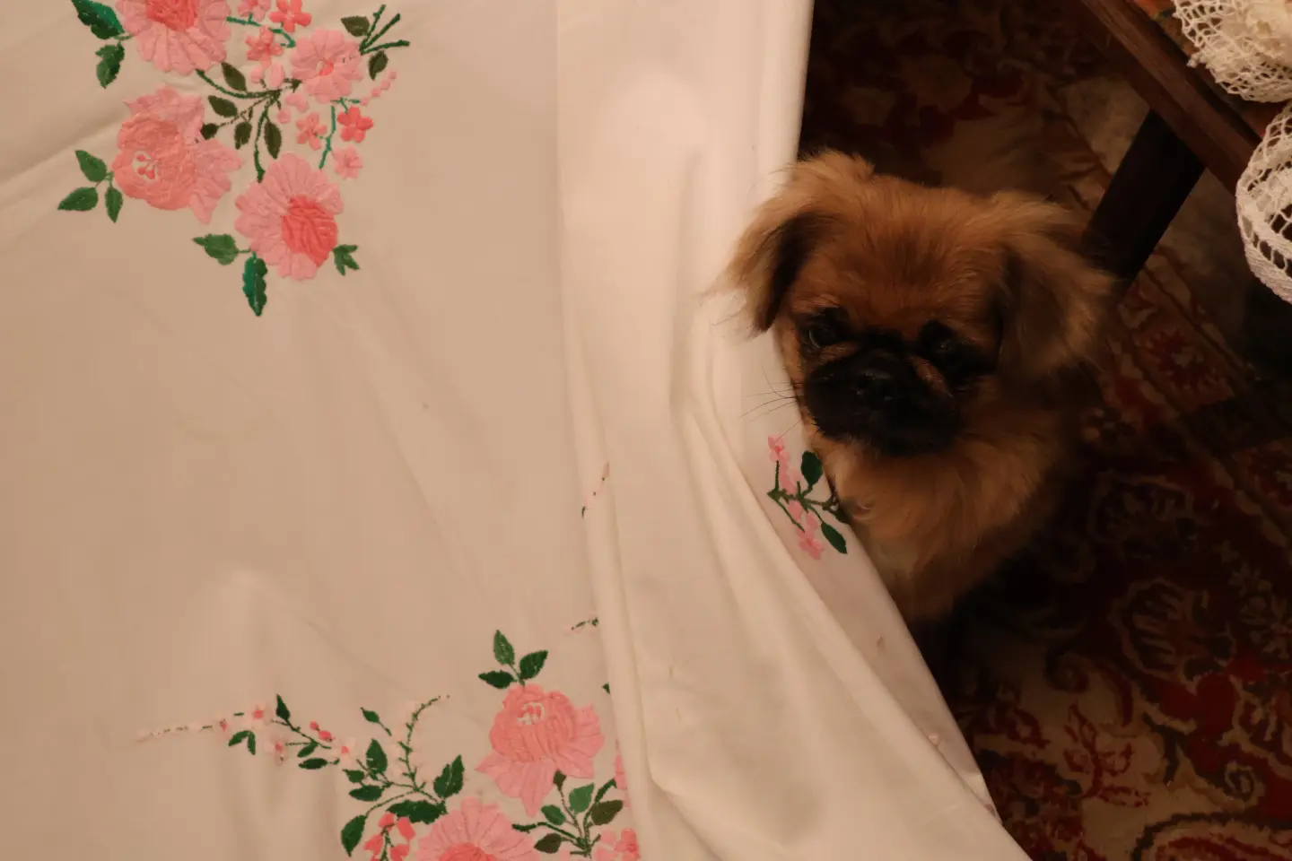 Stanislav Stanko Trstenjak, Marof, Sveti Martin na Muri (81)