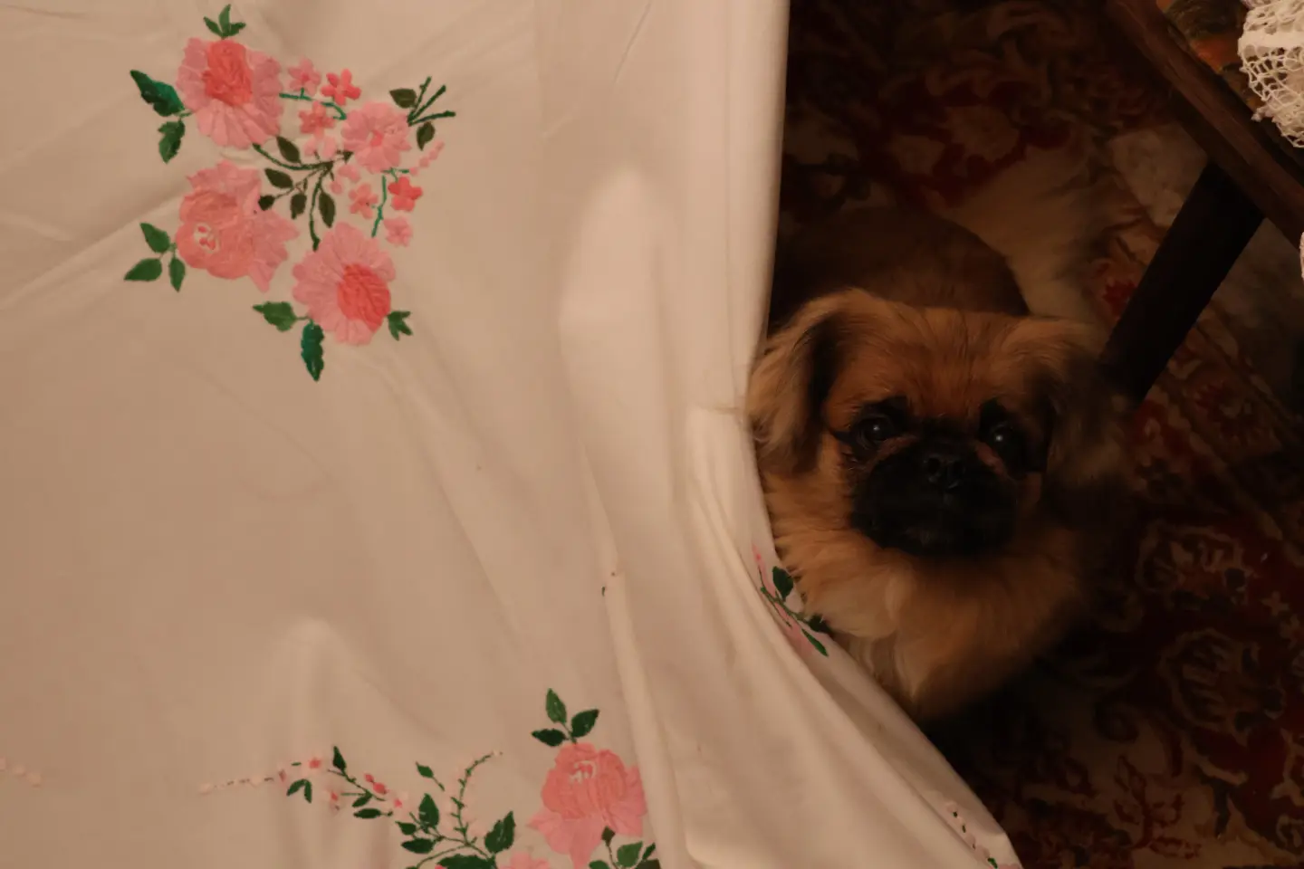 Stanislav Stanko Trstenjak, Marof, Sveti Martin na Muri (82) Stanislav Stanko Trstenjak, Marof, Sveti Martin na Muri (82)