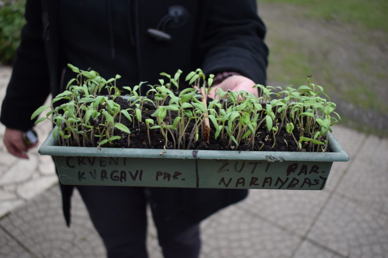 Stare sorte Marija Đuro Kolac (1) Stare sorte Marija Đuro Kolac (1)