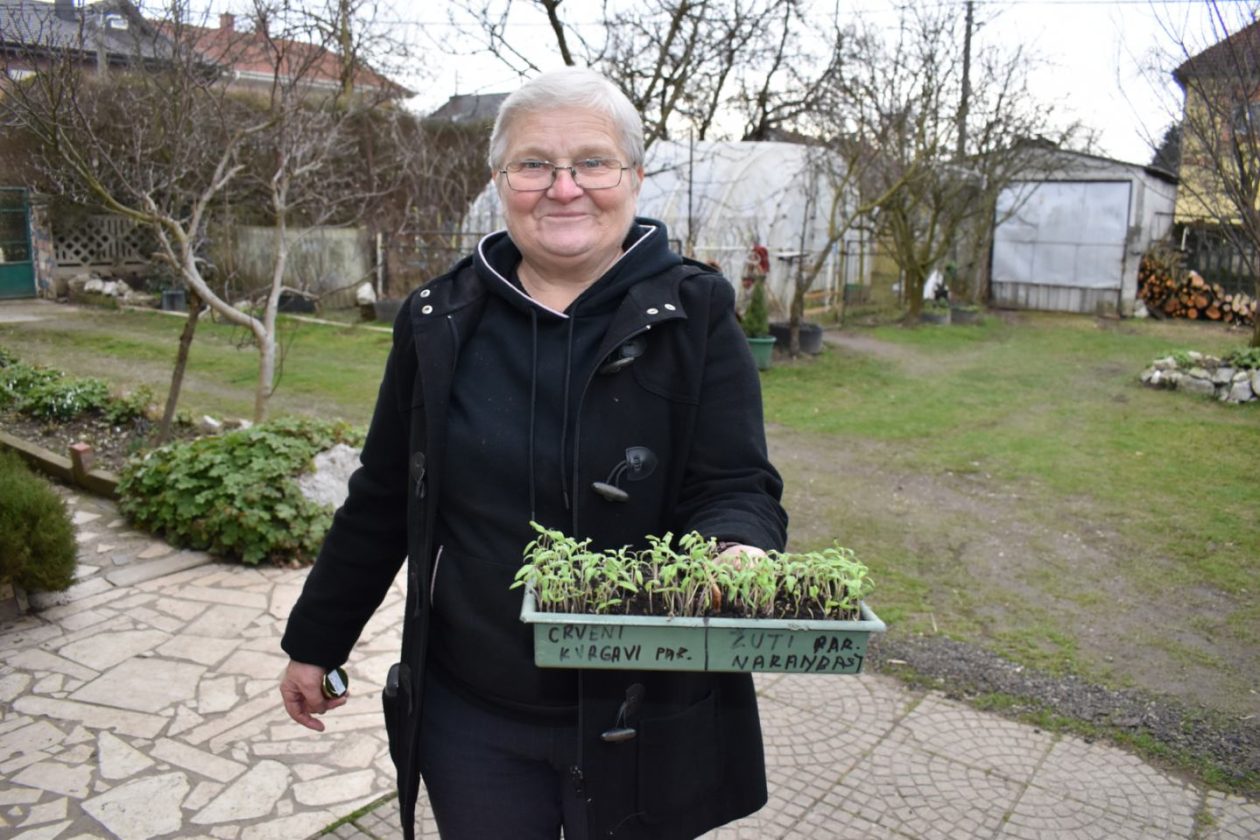 Stare sorte Marija Đuro Kolac (3) Stare sorte Marija Đuro Kolac (3)