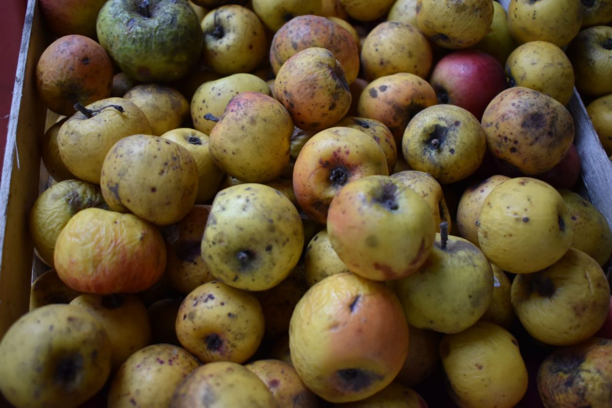 Stare sorte Marija Đuro Kolac (4) Stare sorte Marija Đuro Kolac (4)