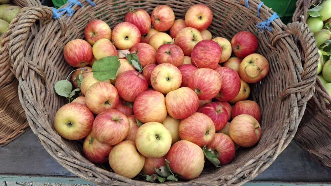 Stare sorte jabuka, Sveti Martin na Muri, povorka (5)