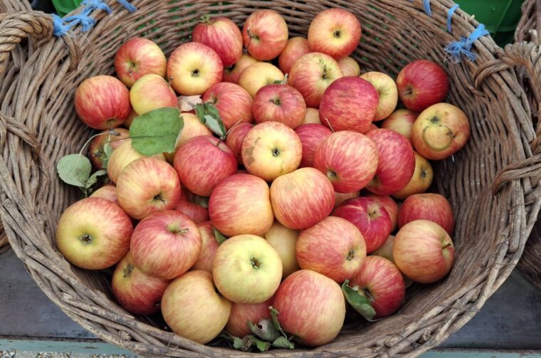 Stare sorte jabuka, Sveti Martin na Muri, povorka (5)