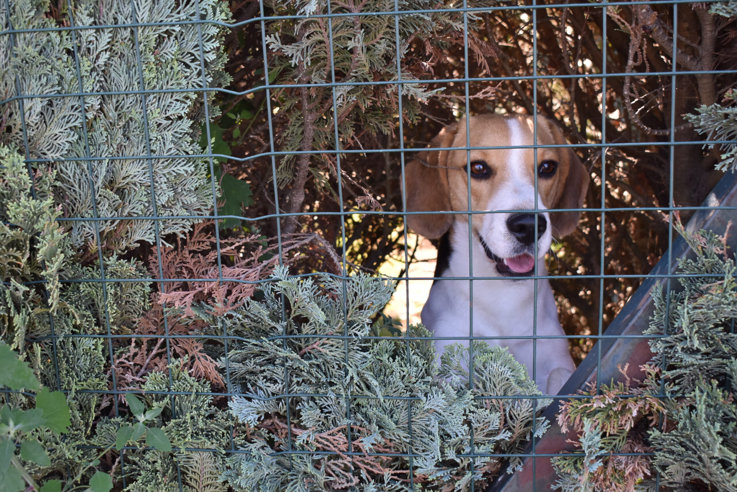 Stela Hat (1) Stela Hat (1)